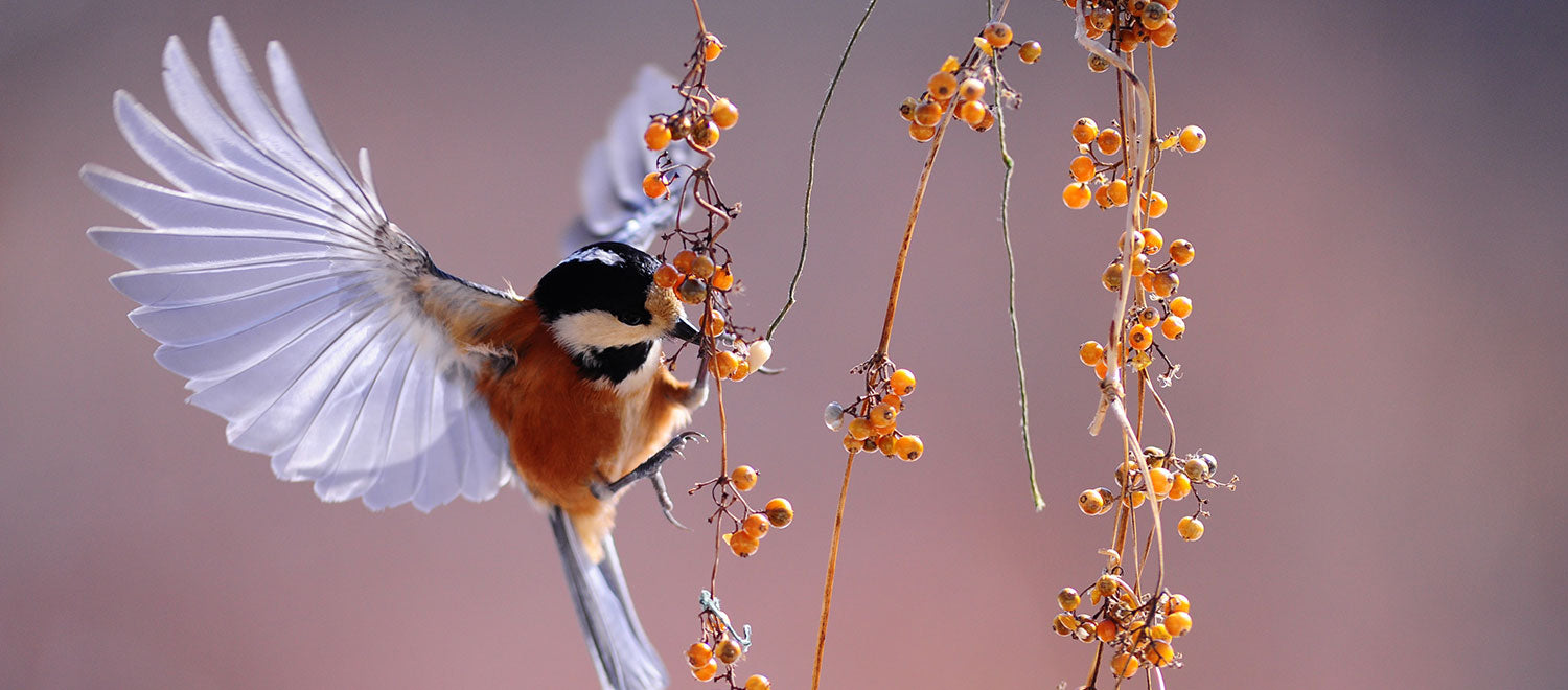 18 Types of Bird Feed Explained